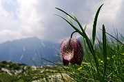 Monte Valgussera, Pizzo Vescovo, Monte Brate, tre cime ad anello da Foppolo il 28 maggio 2016 - FOTOGALLERY